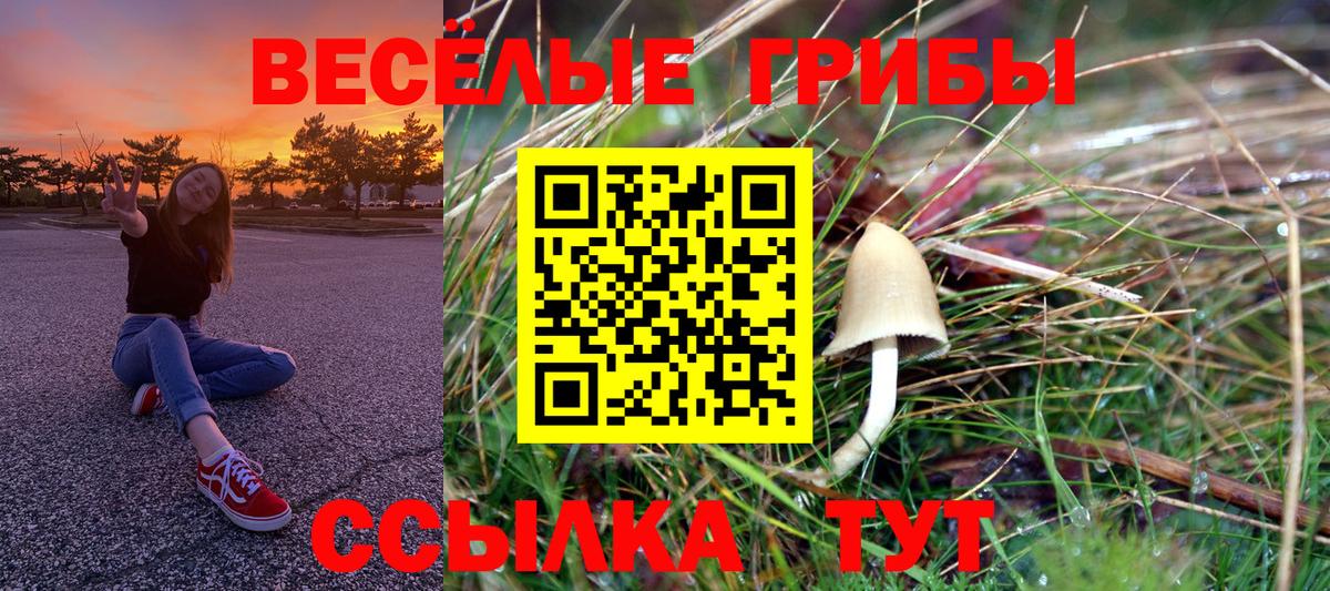 закладки  Вход с VPN  Волгоград  Галлюциногенные грибы Psilocybine cubensis 